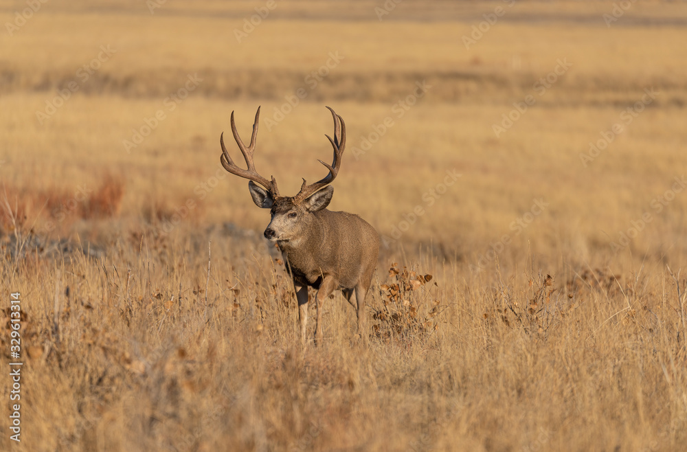Buck Mule Deer in Colorado in the fall Rut Buck Mule Deer in Colorado in the fall Rut