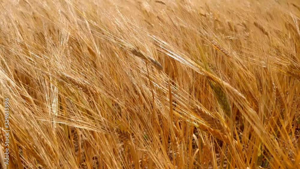 Spikelets of wheat with grain shakes wind. grain harvest ripens in summer. Agricultural business concept. Spikelets of wheat with grain shakes wind. grain harvest ripens in summer. Agricultural business concept.