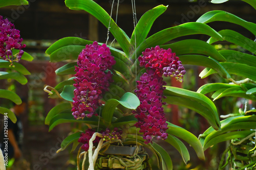 Beautiful fresh red  orchids flower (Rhynchostylis gigantea)  with the blur or bokeh background in the farm or garden in Thailand. photo