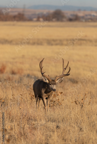 Buck Mule Deer in Colorado in the fall Rut