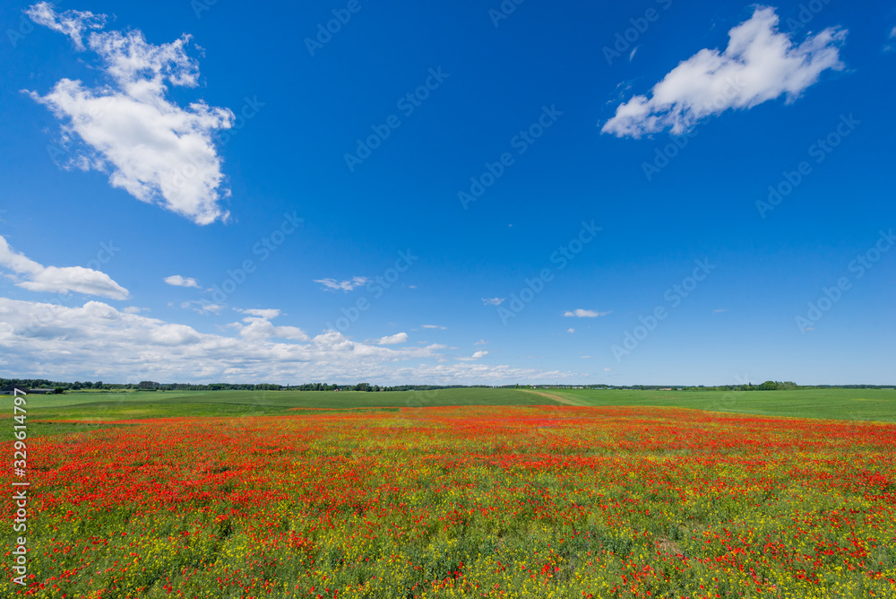 Beautiful green nature landscape of Europe - poppy field, meadow in summer day
