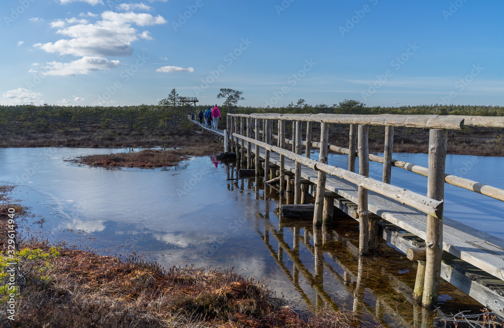 Fototapeta premium People on wooden pathway bridge over frozen bog lake. Early spring. Ice reflects the bright blue sky, white clouds and bonsai size pine trees. Endla Nature reserve to protect vulnerable environment.