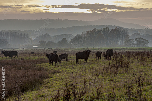 Schwarze B  ffelherde Beedener Biotop-Saarland-Germany