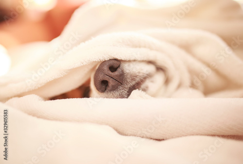 nose red sleepy dog puppy Corgi sticks out from under a white fluffy blanket © nataba