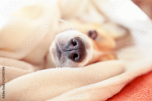 wet nose ginger funny a Corgi dog puppy sticks out from under a white fluffy blanket © nataba
