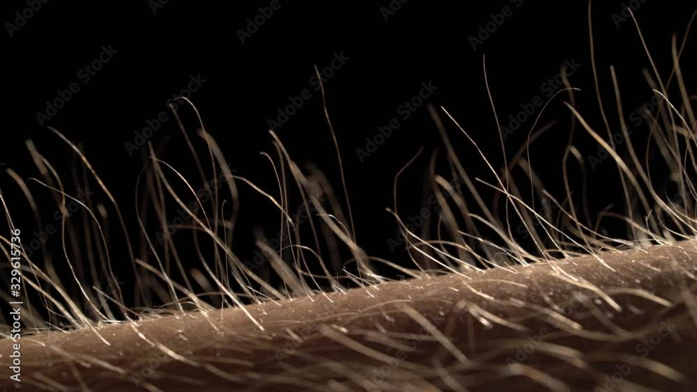 Getting Goose Bumps, Macro, Sunset Time