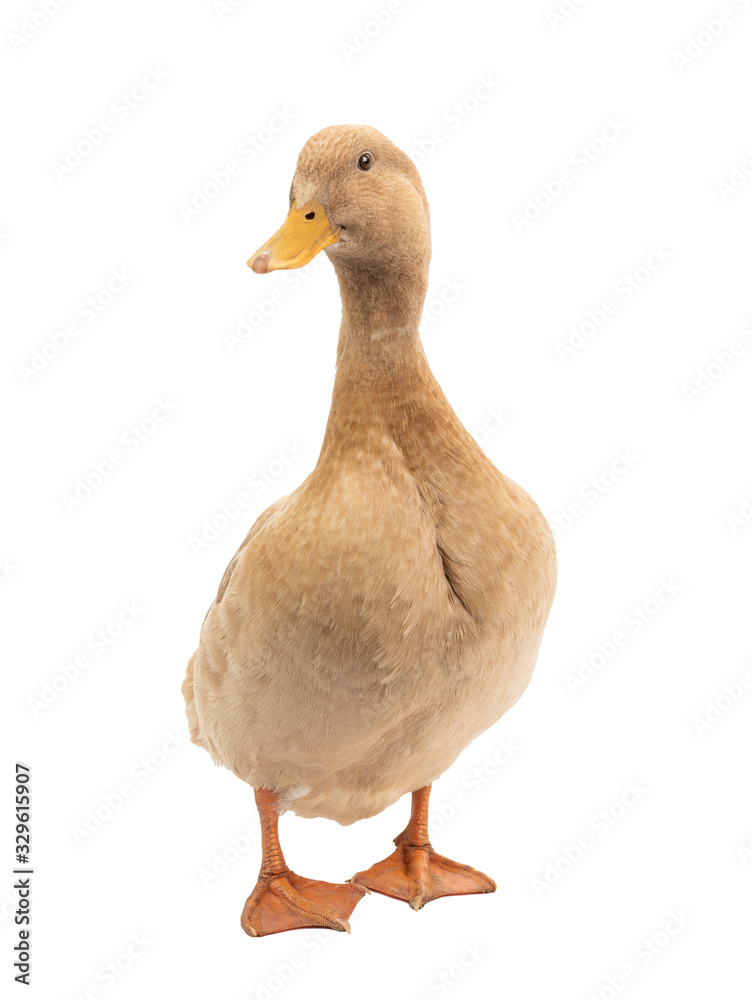 Brown duck isolated on a white background. Brown duck isolated on a white background.