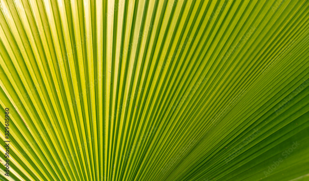 Obraz premium Closeup beautiful green striped fan Thai palm foliage as texture background 