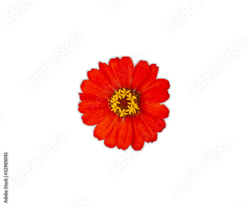 Beautiful red zinnia flowers isolated on white background