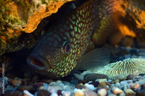 Akar fish. Aquarium fish. Cichlids.