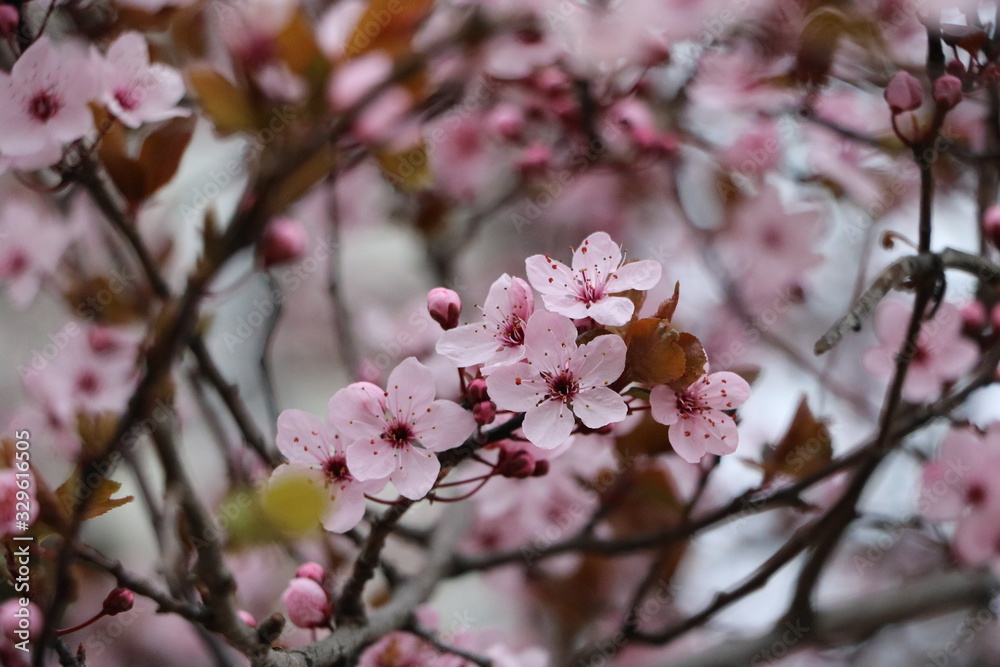 Obraz premium flowers