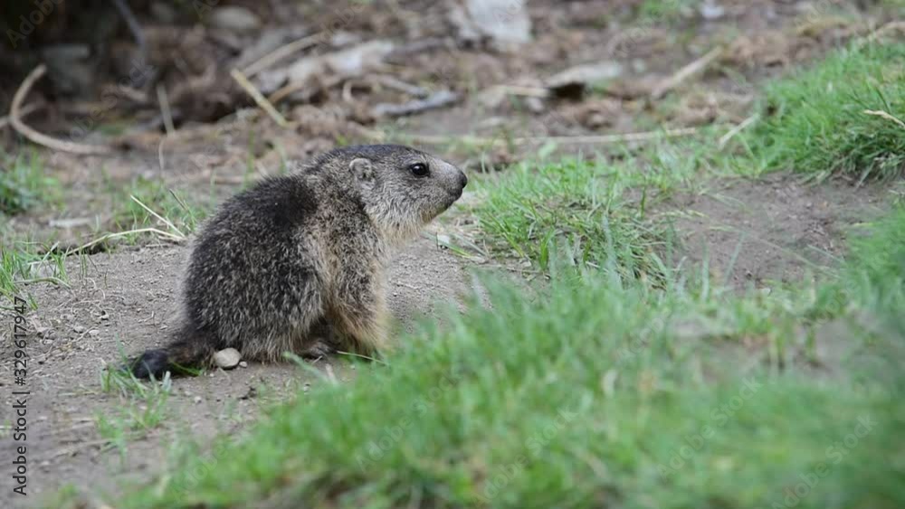 Alpine marmot young greeting brother in front burrow, Alps Alpine marmot young greeting brother in front burrow, Alps