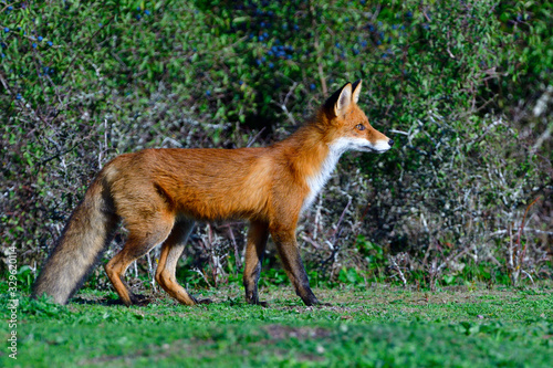 Rotfuchs bei der Jagd nach Wildkaninchen