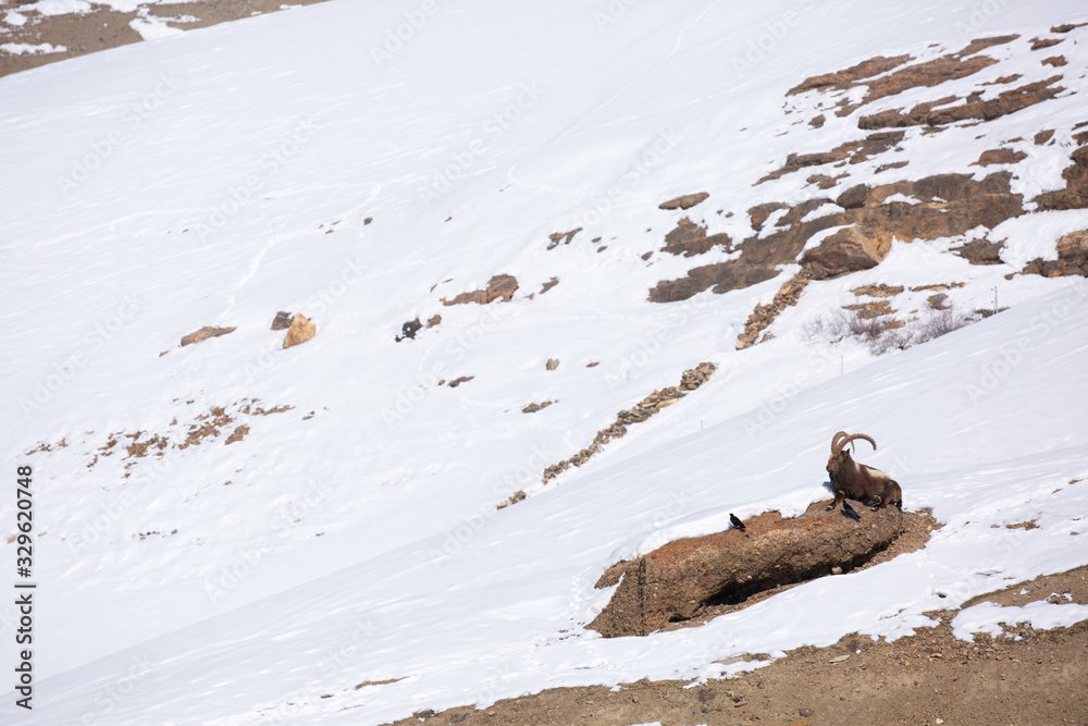 Ibex resting on a rock in the snow covered mountains of Spiti valley, Himachal Pradesh, India