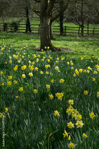 Daffodils blooming in a park  March 2020