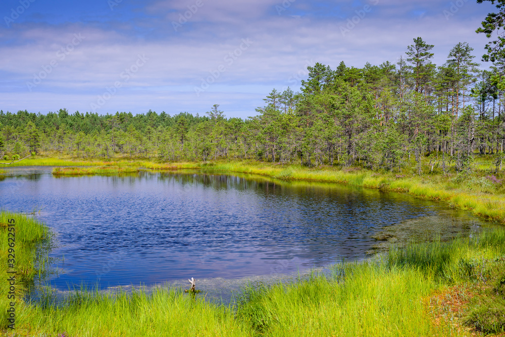 Viru bog (Viru Raba) in Lahemaa national Park, a popular natural attraction in Estonia. Picturesque landscape with swamp and forest