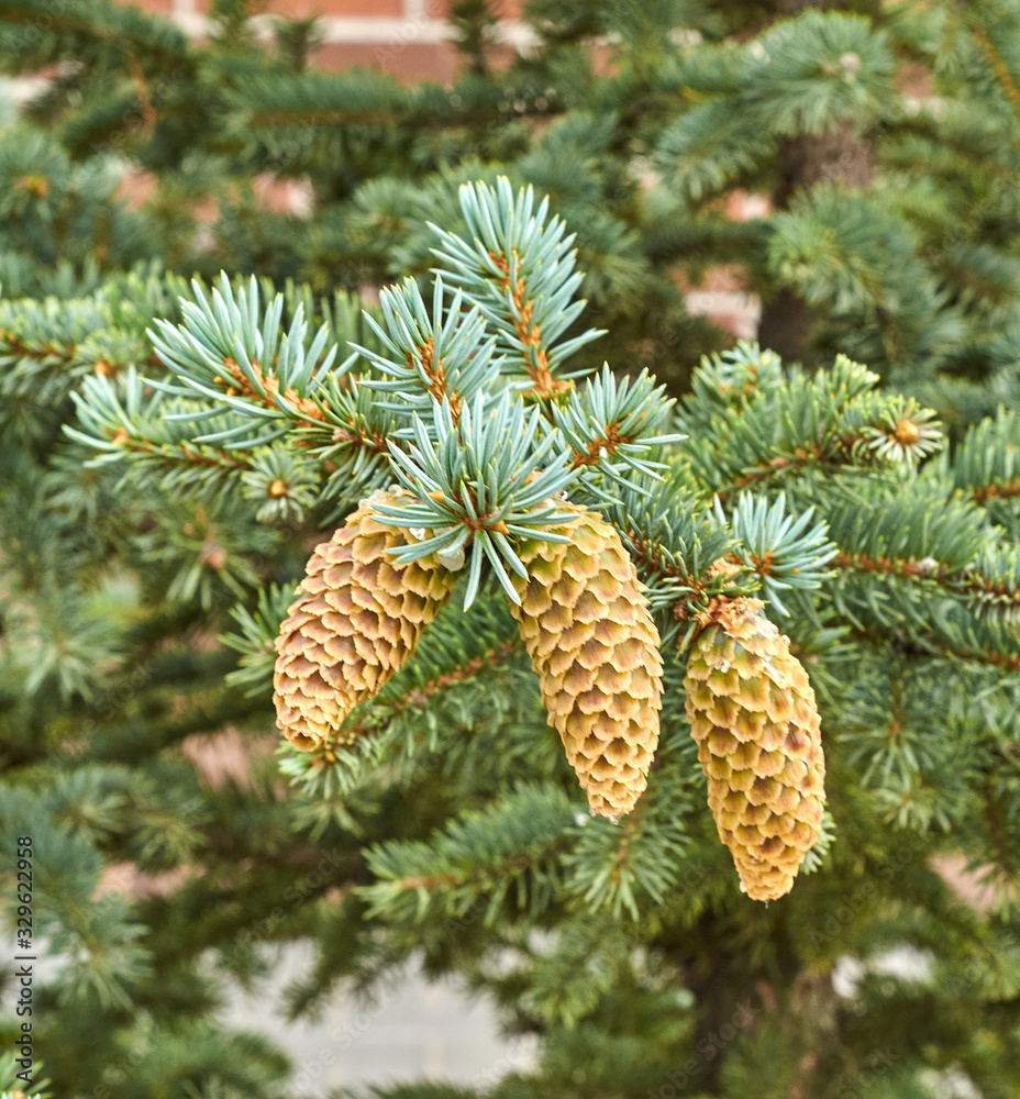 three cones on the tree three cones on the tree