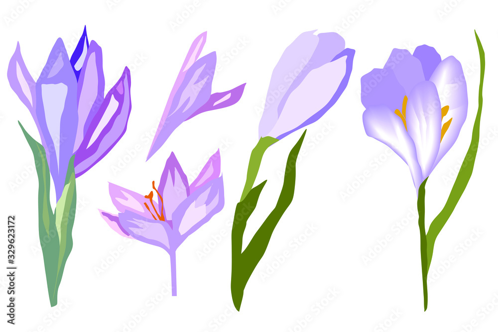 spring flowers crocuses set of different vector illustr