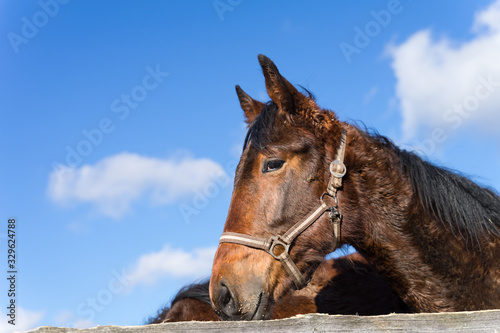 Portrait of young brown horse with white blaze at Tooma, a rural place in Estonia. Sunny bright spring day, blue sky. Animal is behind wooden fence and is looking towards photographer. © Ingrid