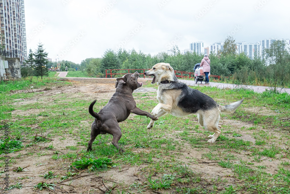 American Staffordshire Terrier fighting with mongrel dog