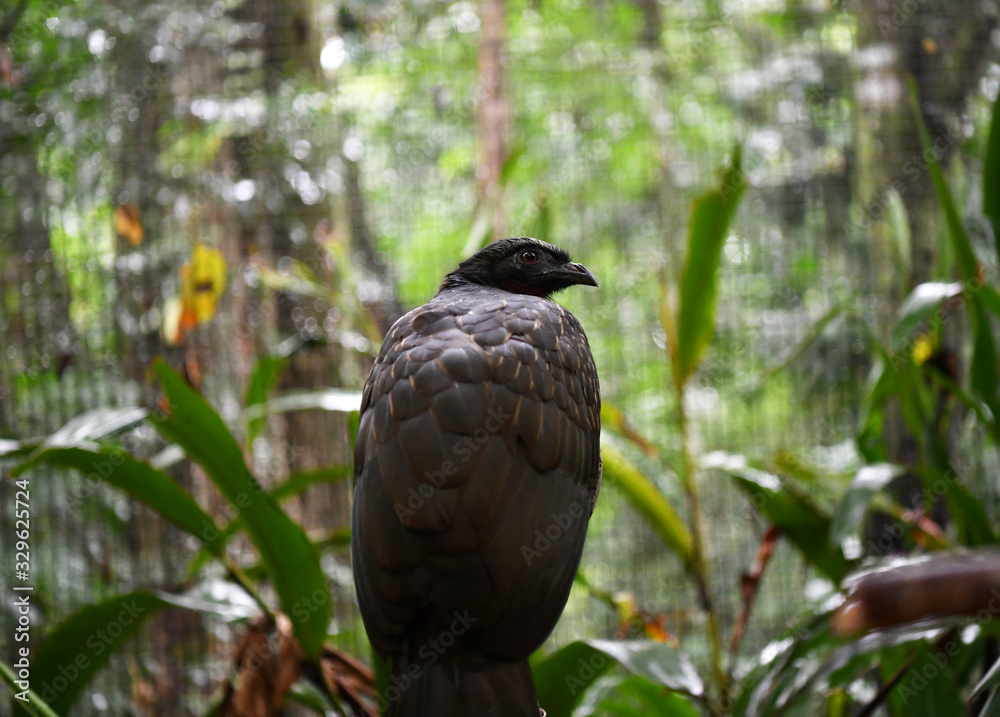 Fototapeta premium black bird in vivo in a national park in brazil