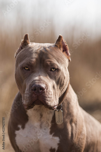 dog portrait american bully pitbull 