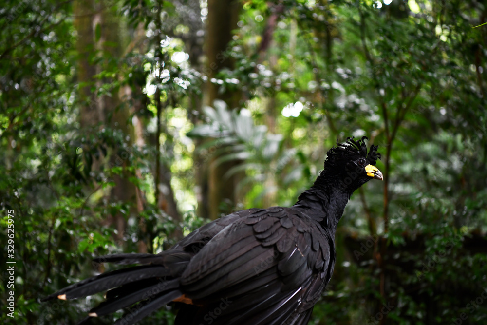 Fototapeta premium black bird in vivo in a national park in brazil