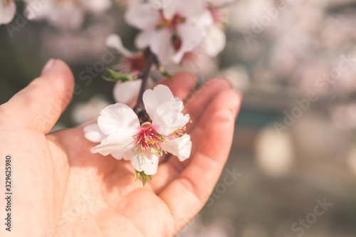 Beautiful nature scene woman hand with flowering tree and sun flare Spring flowers Abstract blurred background
