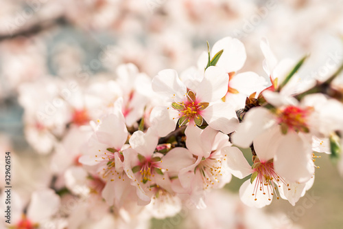 Abstract blurred background Beautiful nature scene with flowering tree and sun flare Spring flowers