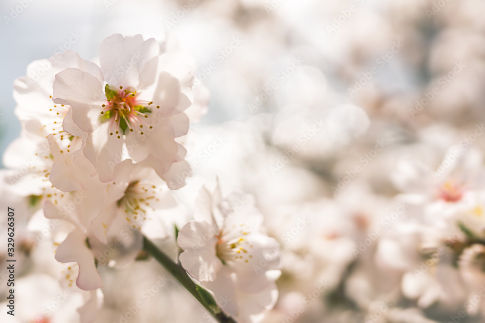 Abstract blurred background Beautiful nature scene with flowering tree and sun flare Spring flowers