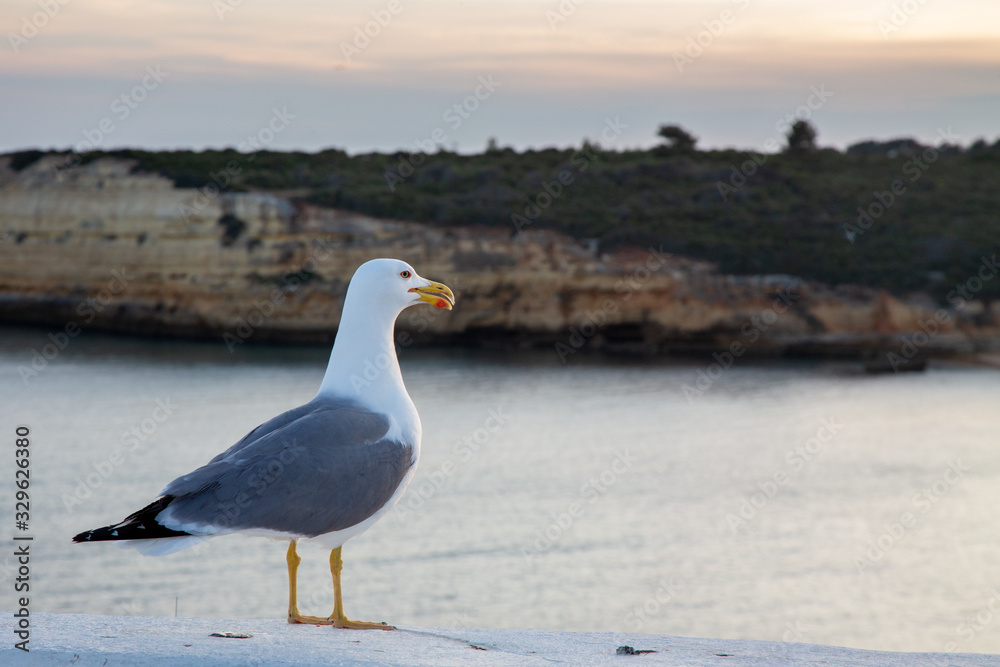 Yellow-legged gull (Larus michahellis) at Praia Nova near Armacao de Pera in the Algarve, Portugal.