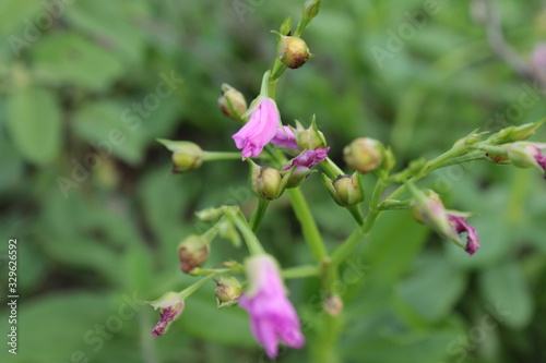 Flor de Inverno