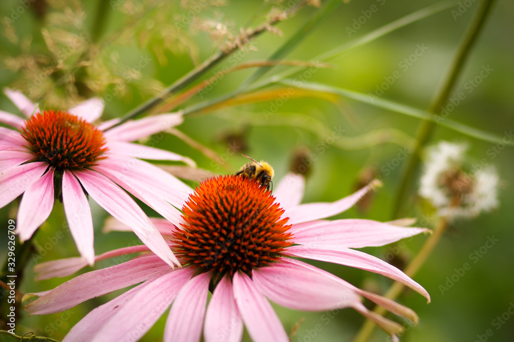Large yellow black bumblebee crawls on red pink Echinacea flower and pollinates. Perennial and very beautiful medicinal plant Echinacea on green blurred background, close-up, selective focus Large yellow black bumblebee crawls on red pink Echinacea flower and pollinates. Perennial and very beautiful medicinal plant Echinacea on green blurred background, close-up, selective focus