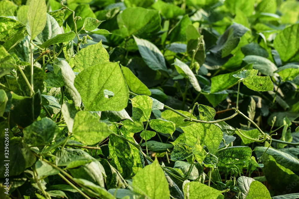 Obraz premium green plants in the garden