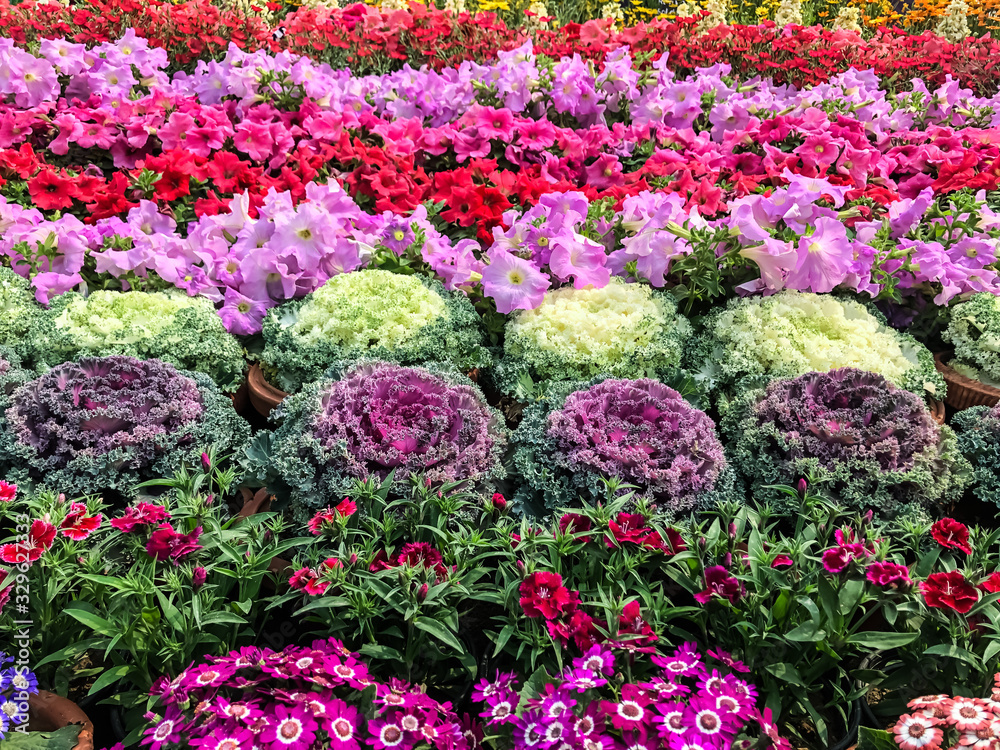 Fototapeta premium flowers in the garden
