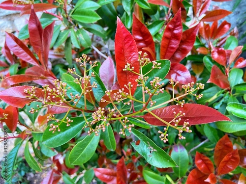 red and green leaves of Photinia serratifolia  photo