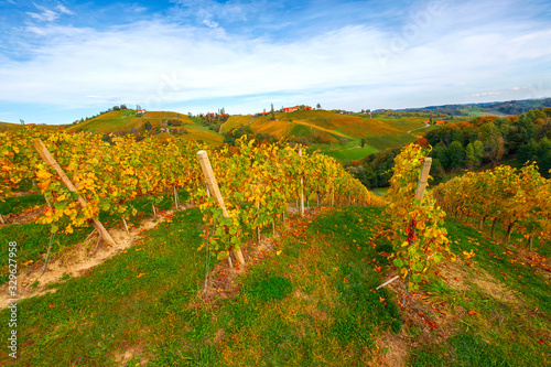 Famous wine region in beautiful autumn colors  wonderful vineyards near Maribor  close to the Austrian border
