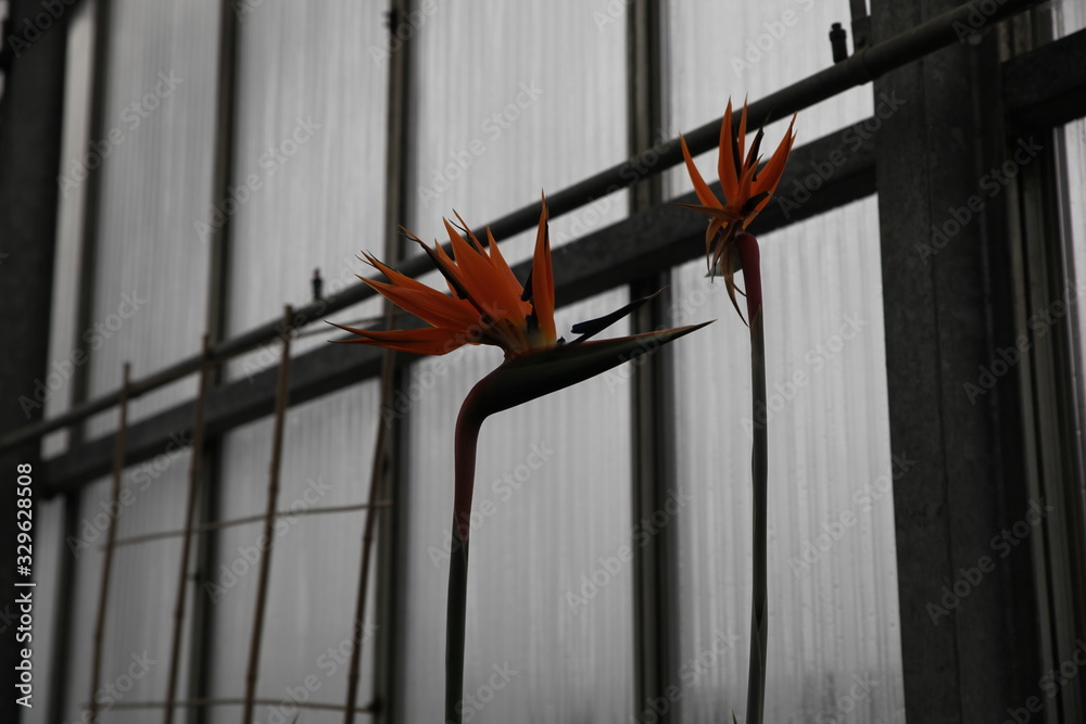 Fototapeta premium Strelitzie Paradiesvogel Blume