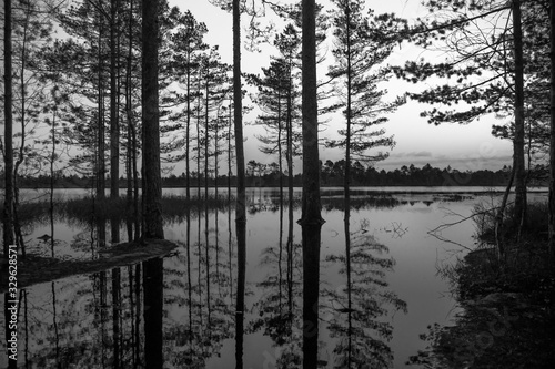 Reflections of parallel tree trunks in clean lake water. Cloudy winter evening in Suursoo raised bog. Countryside in Estonia, Northern Europe.