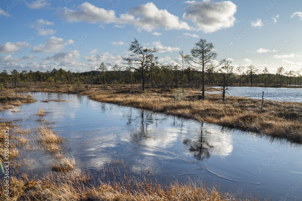 Swamp pool surrounded by poor pines resembling natural bonsai trees. Reflections on clean water that create horizontal symmetry. Typical moorland landscape. Suursoo raised bog in Estonia. Swamp pool surrounded by poor pines resembling natural bonsai trees. Reflections on clean water that create horizontal symmetry. Typical moorland landscape. Suursoo raised bog in Estonia.