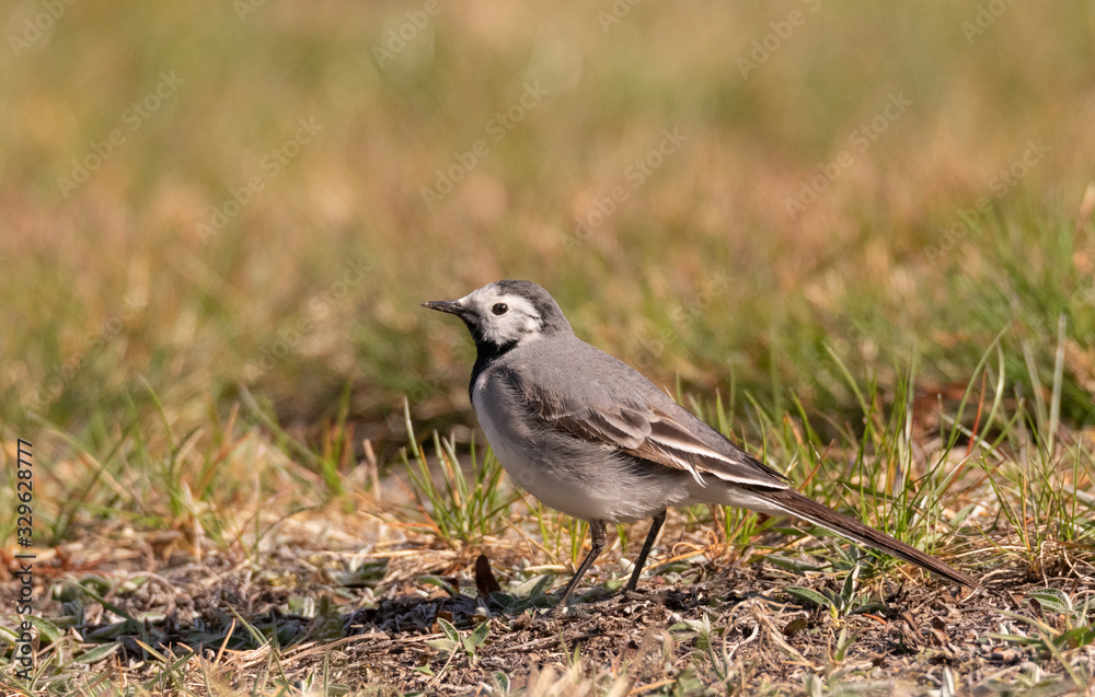 White wagtail (Motacilla alba) in spring White wagtail (Motacilla alba) in spring