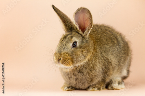 Rabbit on a beige background. Easter grey hare on a pastel pink background. Concept for the Easter holiday.