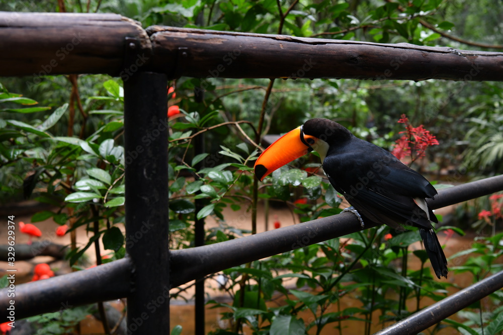 variegated black and yellow toucan in vivo in a national park in brazil variegated black and yellow toucan in vivo in a national park in brazil