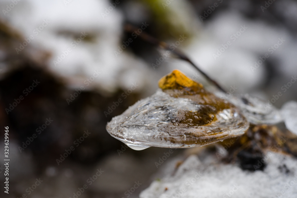 Canine teeth like ice capsules on branches in the river. Half transparent bubble, Fragile natural decorations created by temperature fallen below freezing. Arctic art in Estonia.