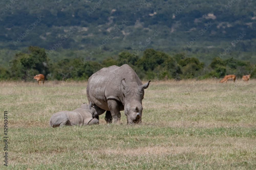 Obraz premium Mother and calf white rhino