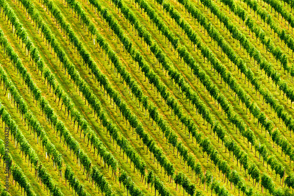 Grapes plantation green rows pattern Grapes plantation green rows pattern