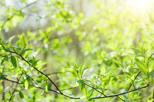 young green leaves bloom on a tree in spring after winter.