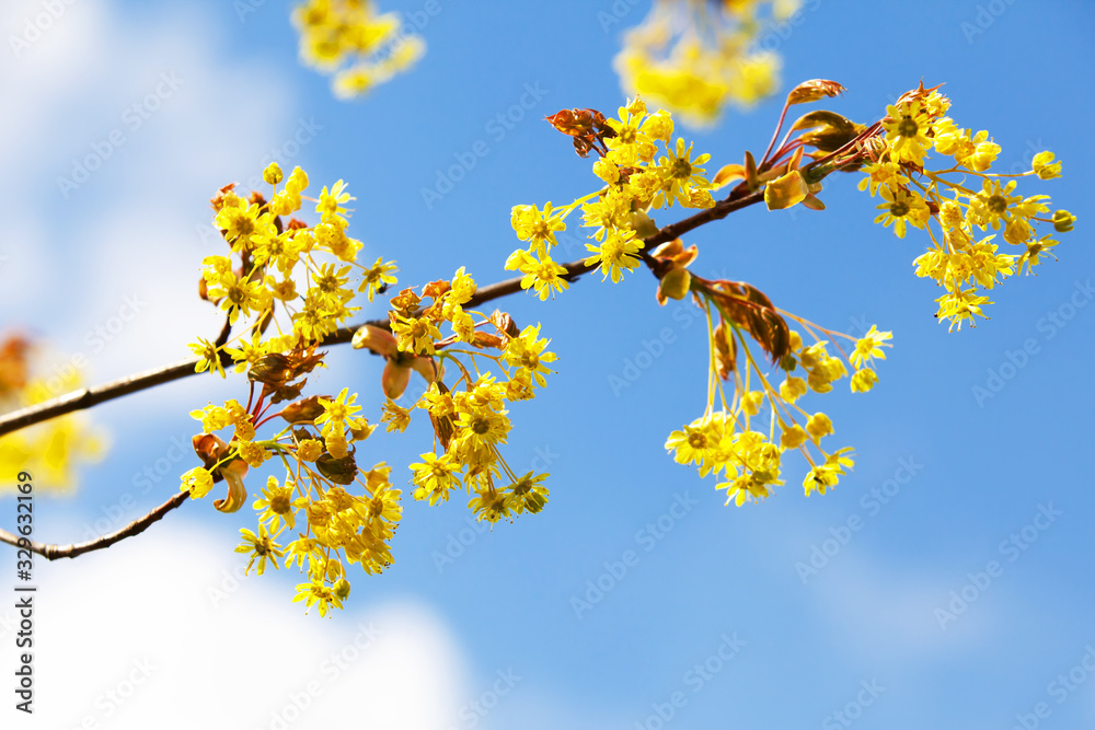 Linden blossom, blooming branch under blue sky