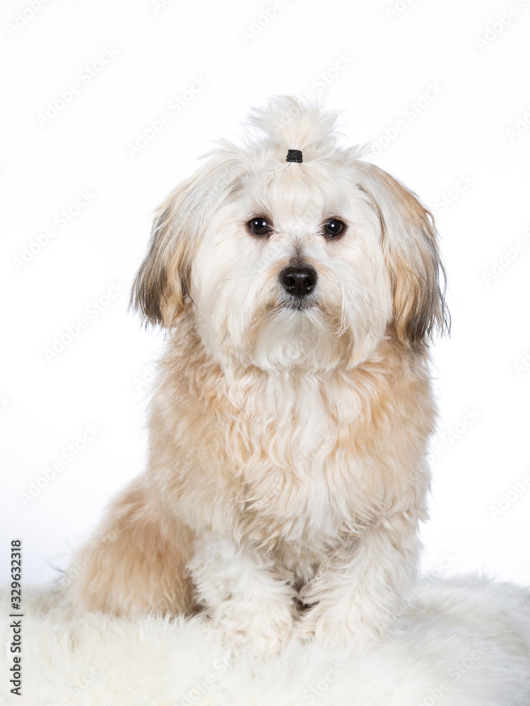 Havanese dog portrait in a studio with white background. Havanese dog portrait in a studio with white background.