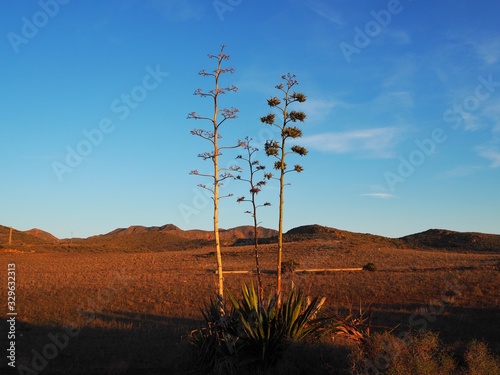 landscape with tree and blue sky